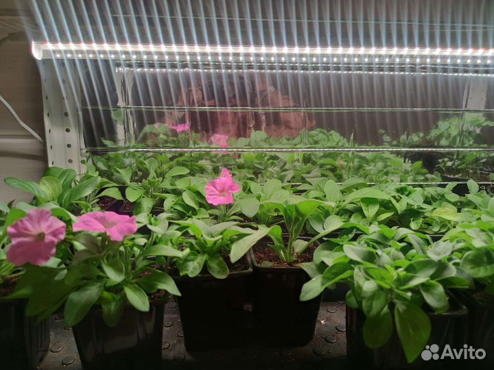 Петуния, Калибрахоа, Дихондра и т.д