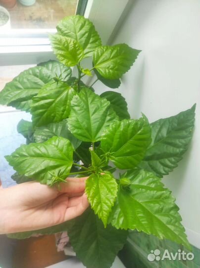 Гибискус большой 8 бутонов