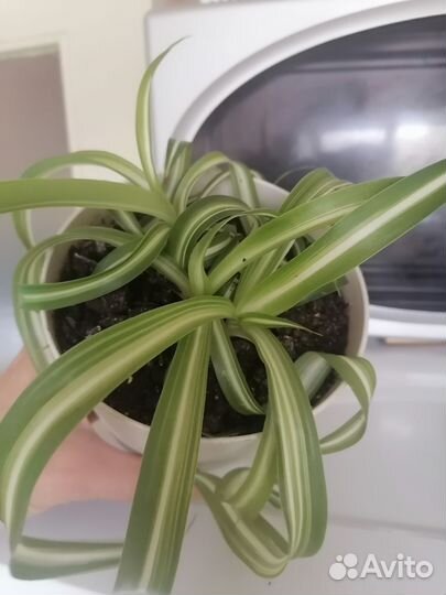 Хлорофитума с горшком