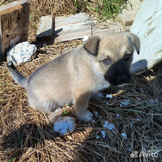 Щенок в добрые руки