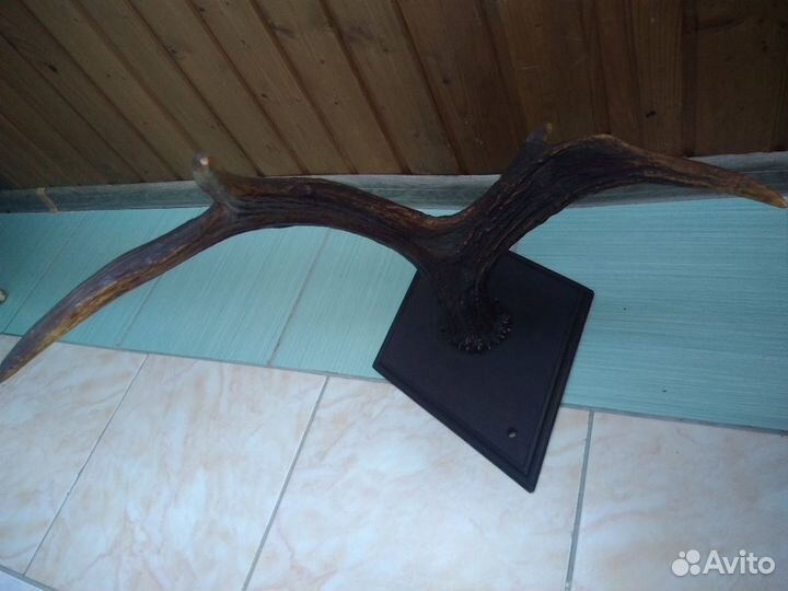 Рога лося.Рога для вина.Обмен