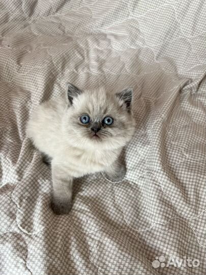 Шотландские котята
