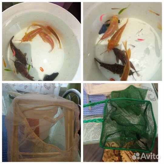 Продам аквариум на 70л с рыбками