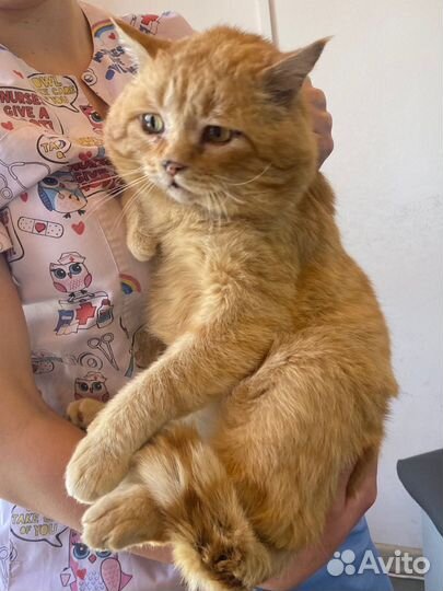 Рыжий котик