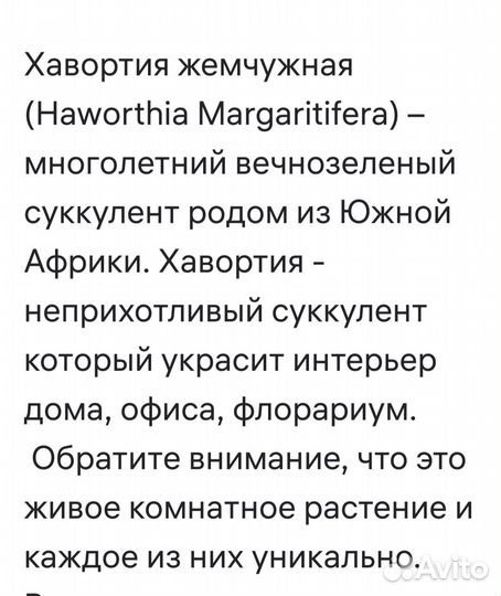 Хавортия, суккулент