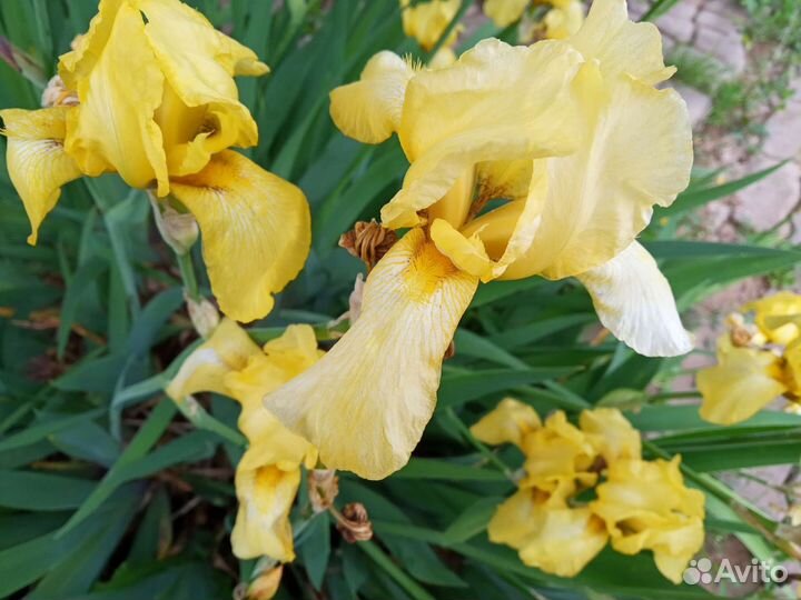 Цветы ирисы