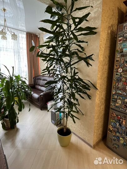 Растение Драцена 2,5 м для офиса и дома