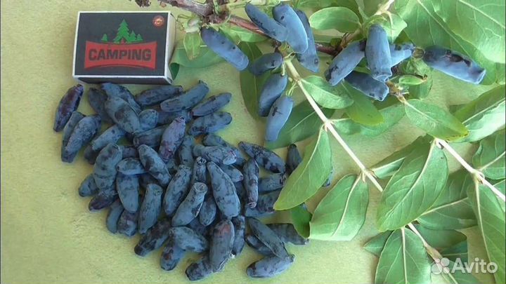 Жимолость саженцы (зкс)