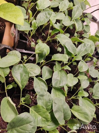 Рассада перца, баклажан, томатов, капусты