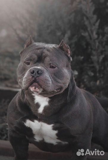 Вязка 2шикарных кобел -американский булли(покет)