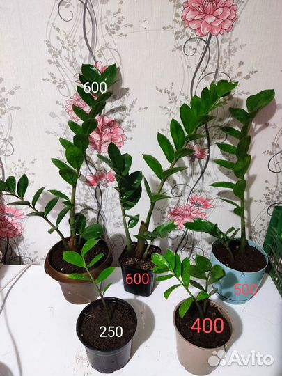 Замиокулькас