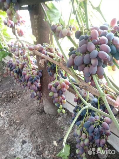 Саженцы винограда