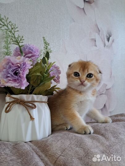 Шотландские очаровашки