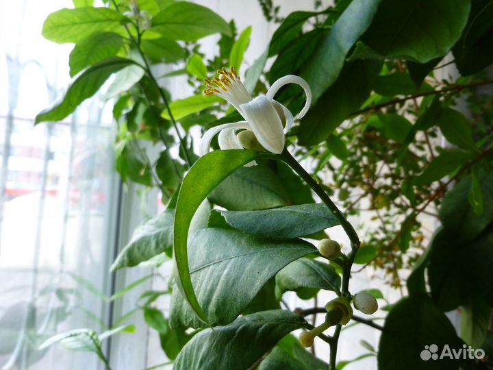 Комнатные плодоносящие лимоны