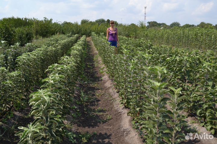 Саженцы плодовых деревьев