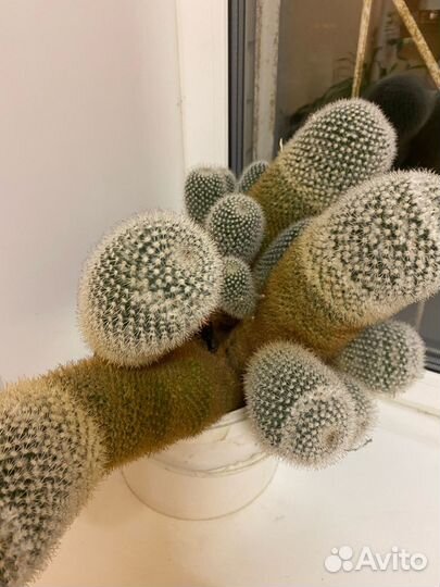 Громадный Кактус (Цветет каждую Весну)