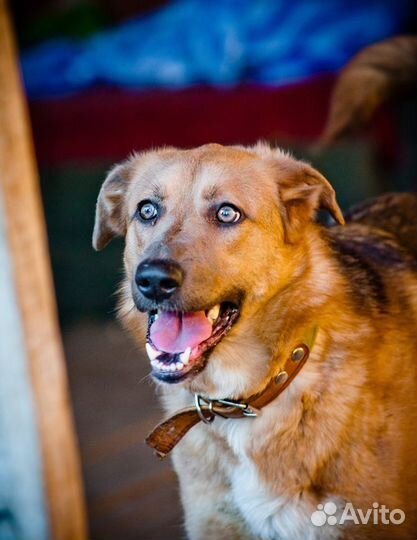 Отдаю ясноглазую собаку Линду в добрые руки