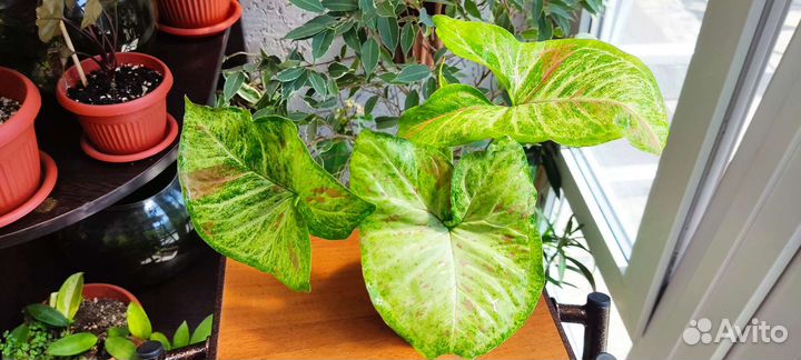 Сингониумы сортовые