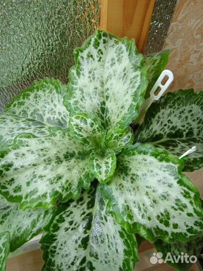 Хирита(примулина)