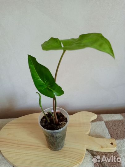 Сингониумы