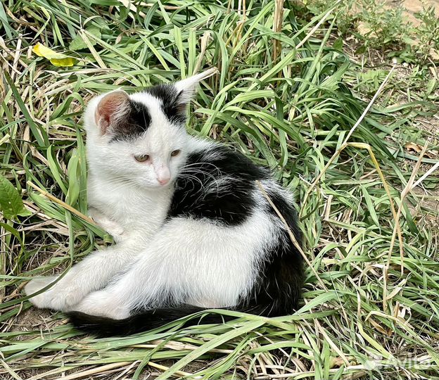 Котята в добрые руки даром
