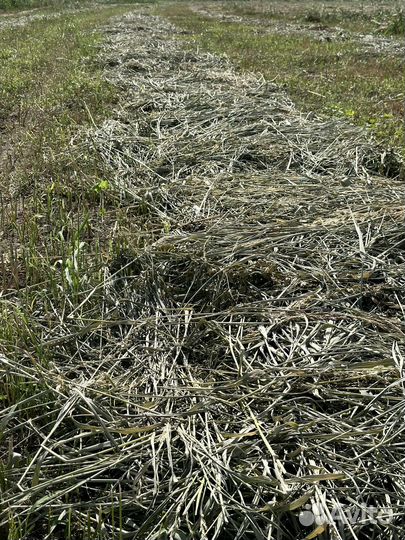 Сено(суданка)