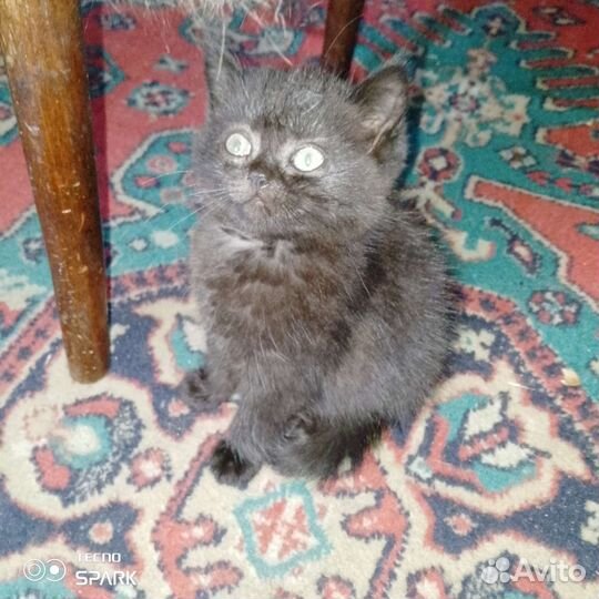 Котенок от шотландской кошки