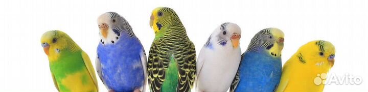 Ручные Малыши карандаши Волнистые птенцы