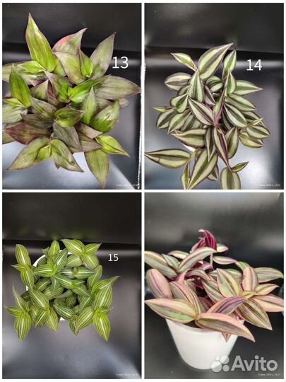 Традесканция редкие сорта более 40 разновидностей