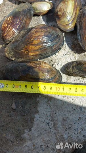 Ракушка перловица