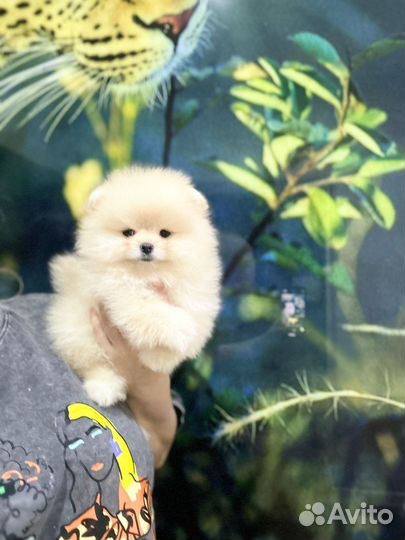 Шпице мишки