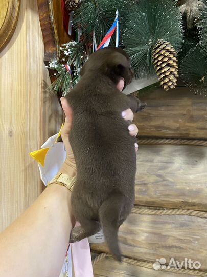 Чихуахуа девочка шоколадная