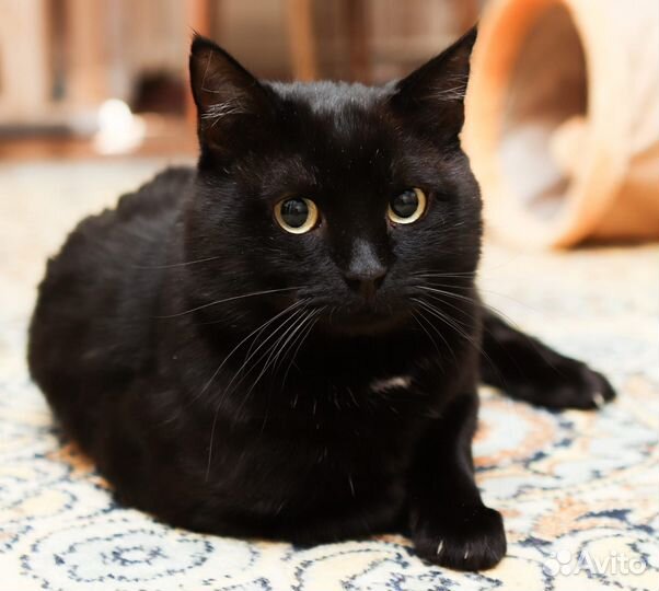 Черный кот