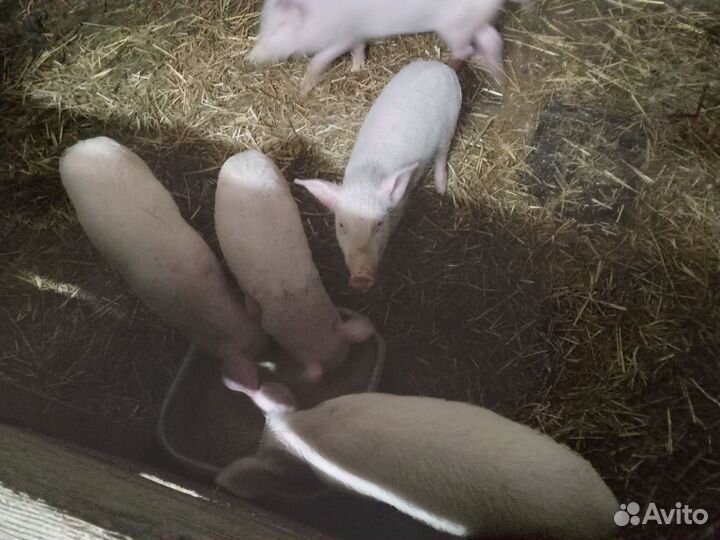 Поросята