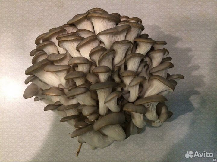 Сочная вешенка сорта Р-35