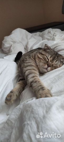 Котик для вязки