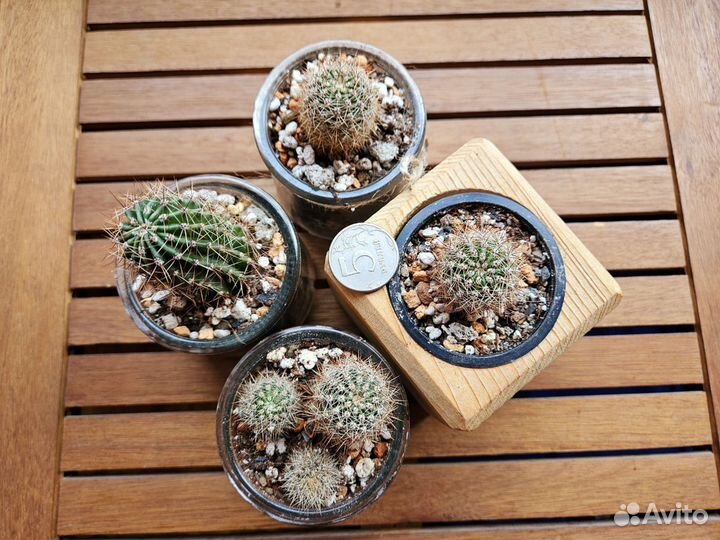 Кактусы цветущие в горшочке