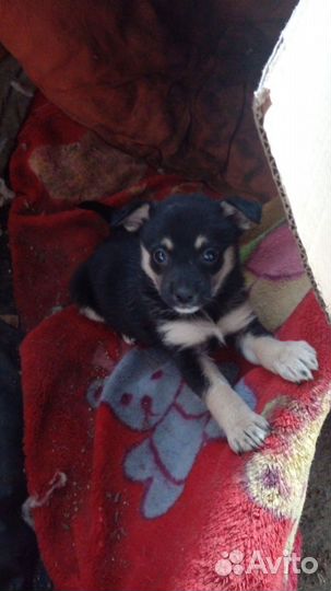 Отдам в добрые руки