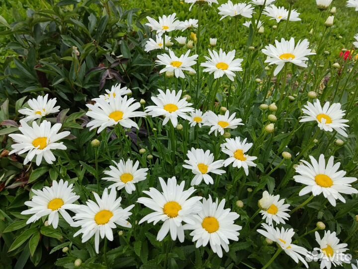 Хризантема, ромашка