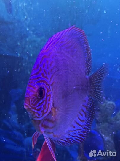 Дискус взрослый