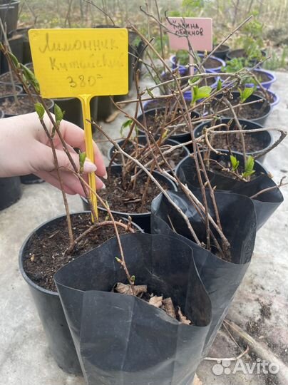 Лимонник китайский