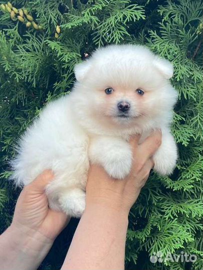 Щенки шпица