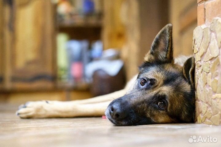Немецкая овчарка в добрые руки
