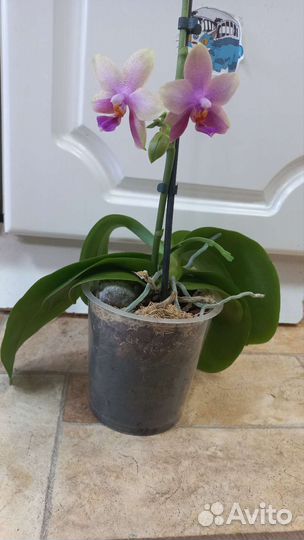 Орхидея фаленопсис Лиодоро