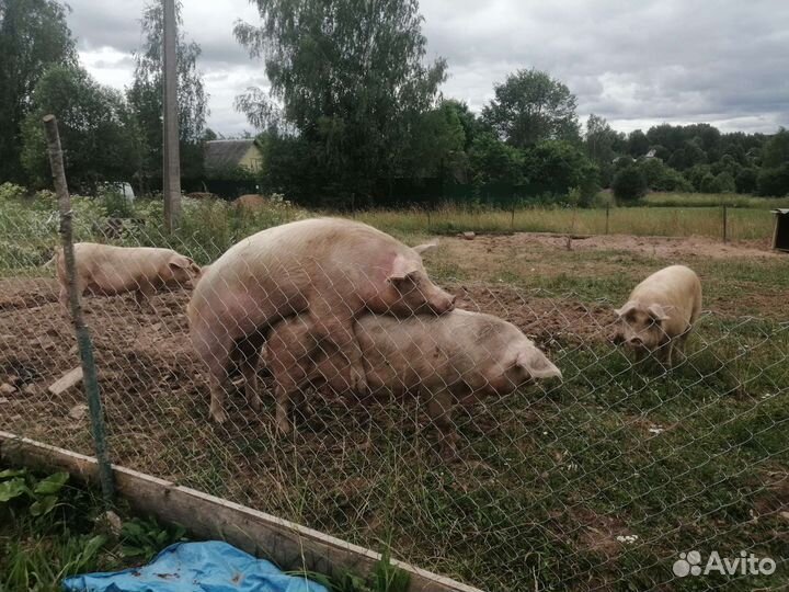 Хряк на племя