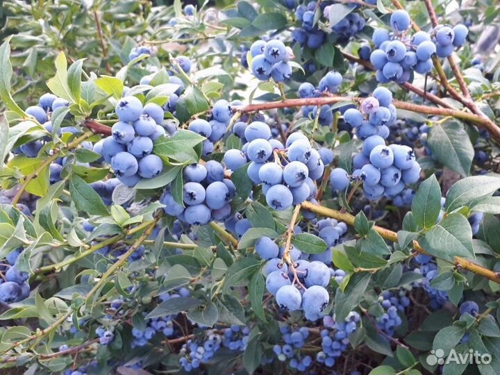 Саженцы голубики 4 и 5 летние плодоносящие