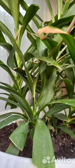 Обмен/продажа растений