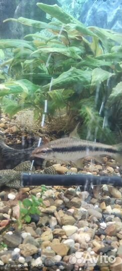 Аквариум с тумбой 160л и 28л