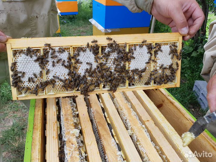 Сотовый мёд