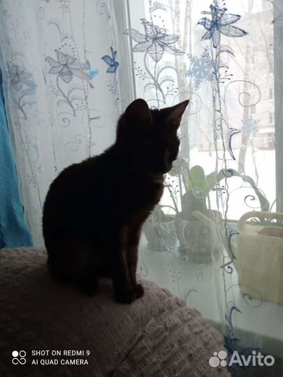 Кошечка Бася в самые добрые руки